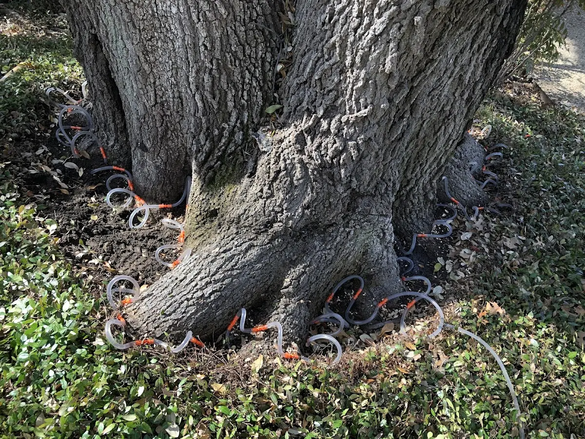 Detailed Tree Cabling and Bracing job site in Kendleton