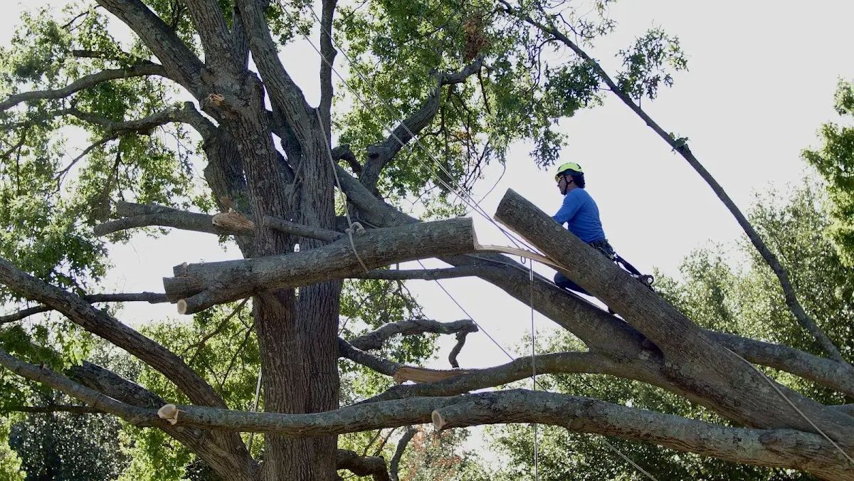 Professional Hazardous Tree Removal performed by certified arborists in Kendleton