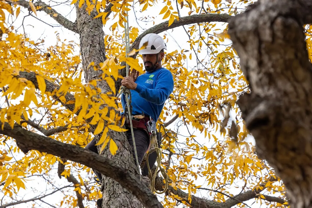 Skilled Tree Transplanting crew working in Kendleton